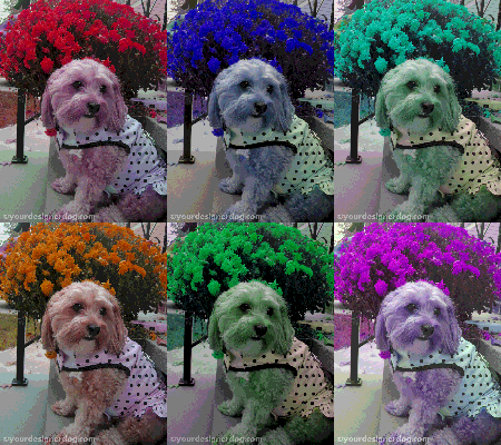 dogs, designer dogs, Yorkipoo, yorkie poo, warhol, dogs with flowers, art
