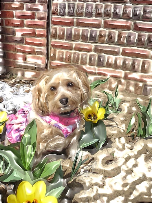dogs, designer dogs, Yorkipoo, yorkie poo, art, dogs with flowers