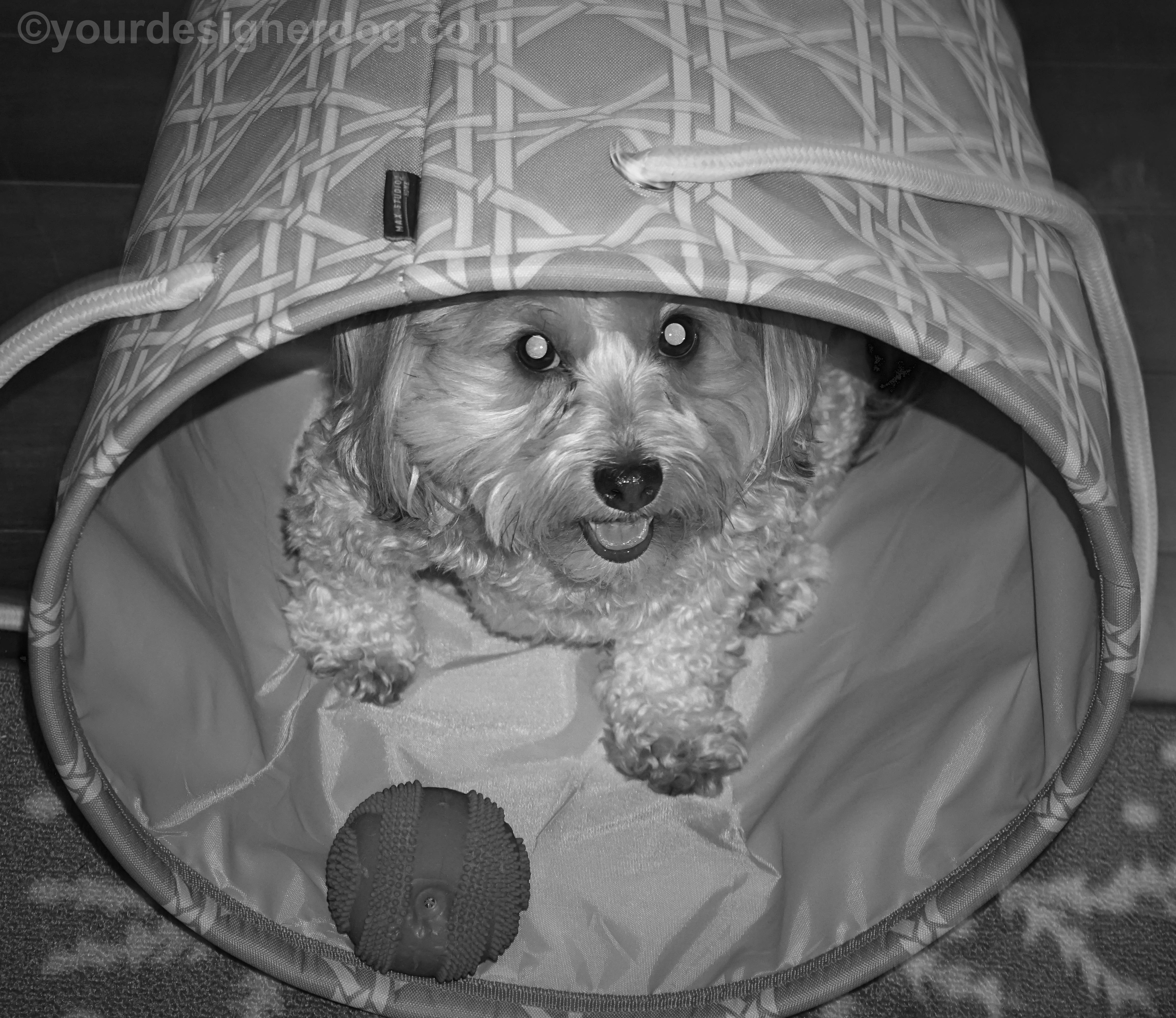 dogs, designer dogs, Yorkipoo, yorkie poo, black and white photography, basket, dog toy ball, dog smiling