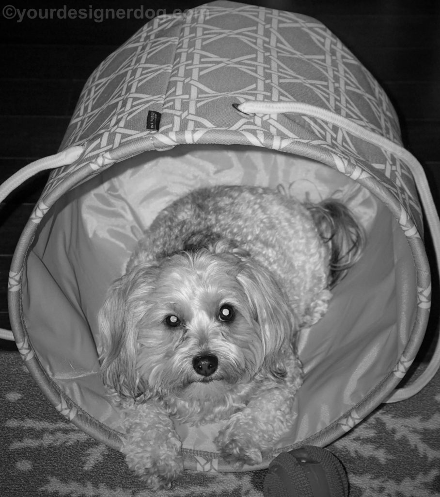 dogs, designer dogs, Yorkipoo, yorkie poo, black and white photography, basket, dog toy ball, dog smiling