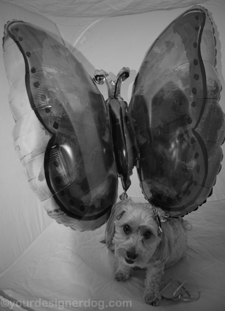 dogs, designer dogs, Yorkipoo, yorkie poo, black and white photography, butterfly