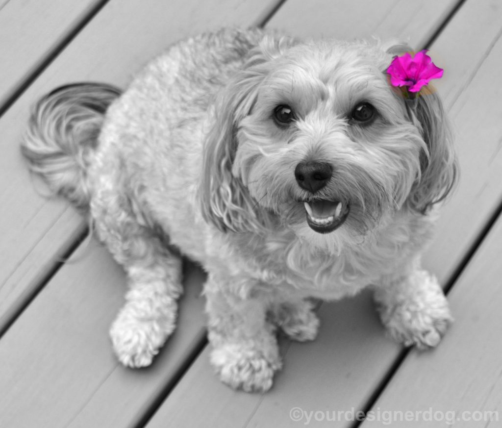 dogs, designer dogs, Yorkipoo, yorkie poo, may day, black and white photography, dog smiling, dogs with flowers, color accent