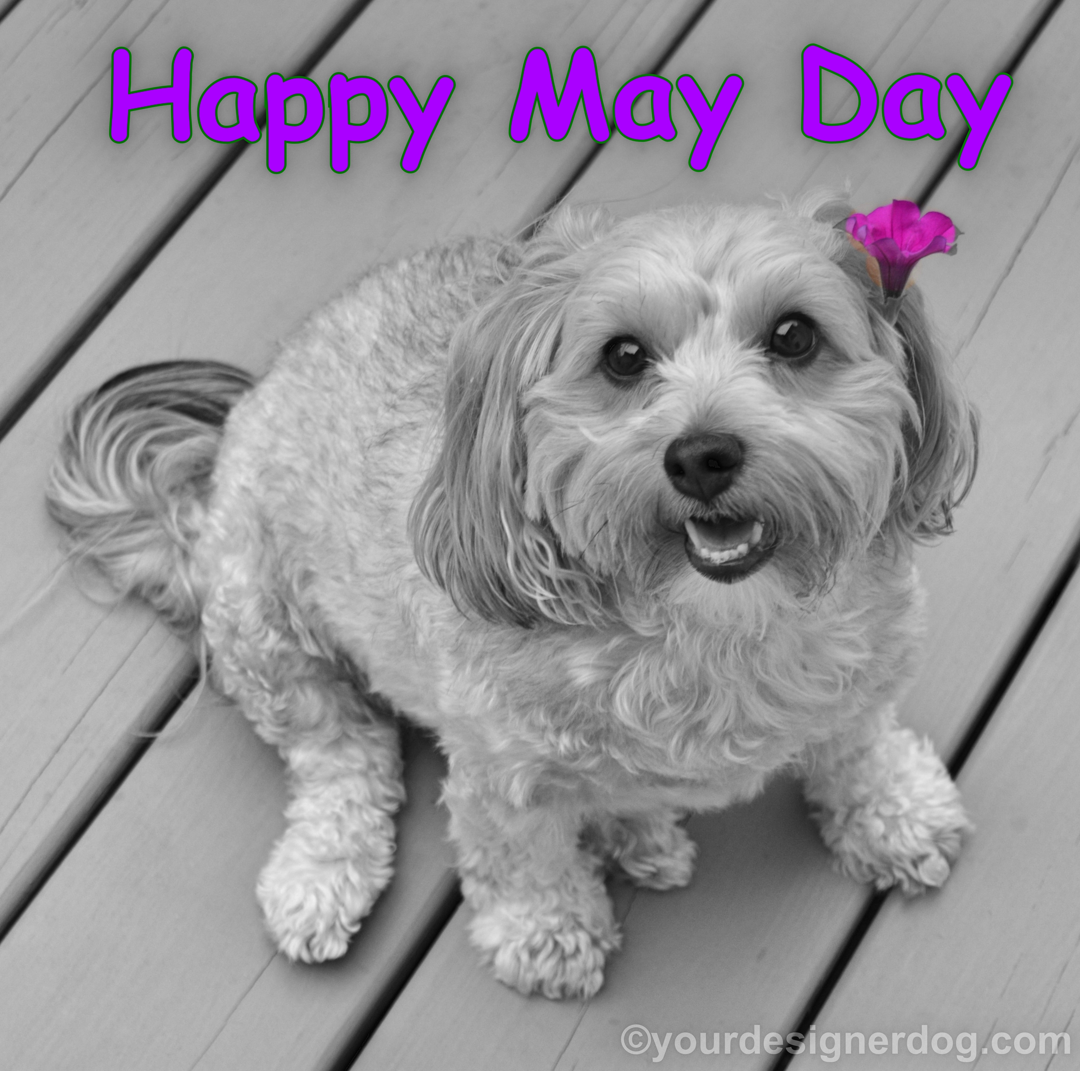 dogs, designer dogs, Yorkipoo, yorkie poo, may day, black and white photography, dog smiling, dogs with flowers, color accent