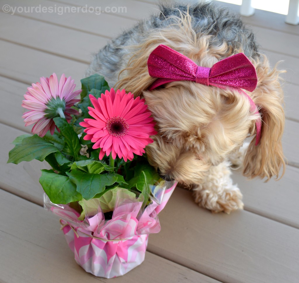 dogs, designer dogs, Yorkipoo, yorkie poo, flowers, spring flowers, dogs with flowers, daisy