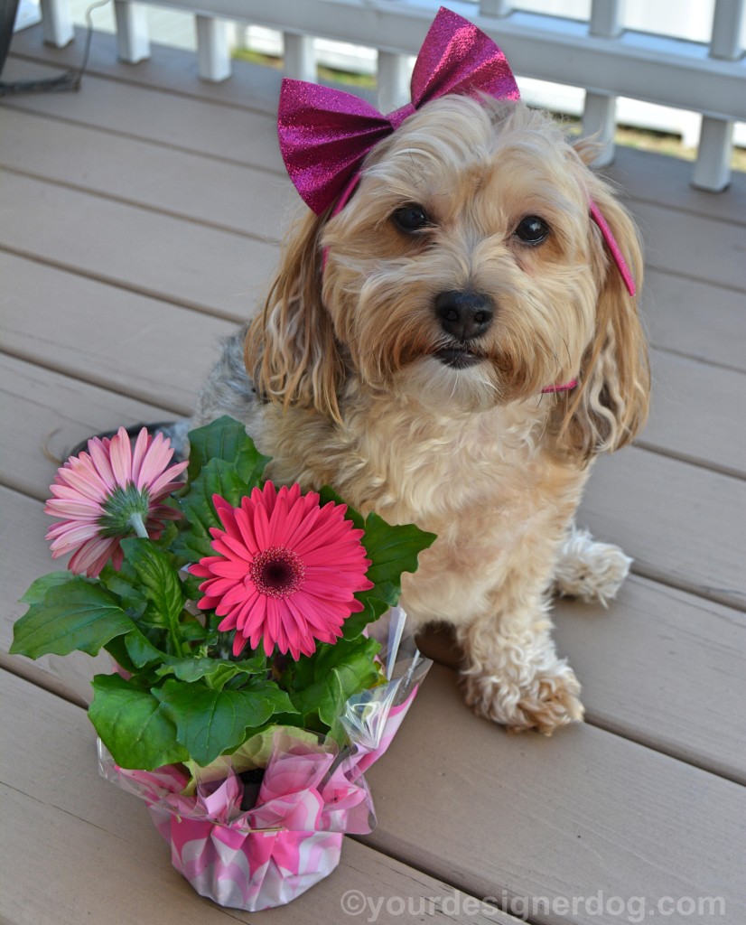 dogs, designer dogs, Yorkipoo, yorkie poo, flowers, spring flowers, dogs with flowers, daisy