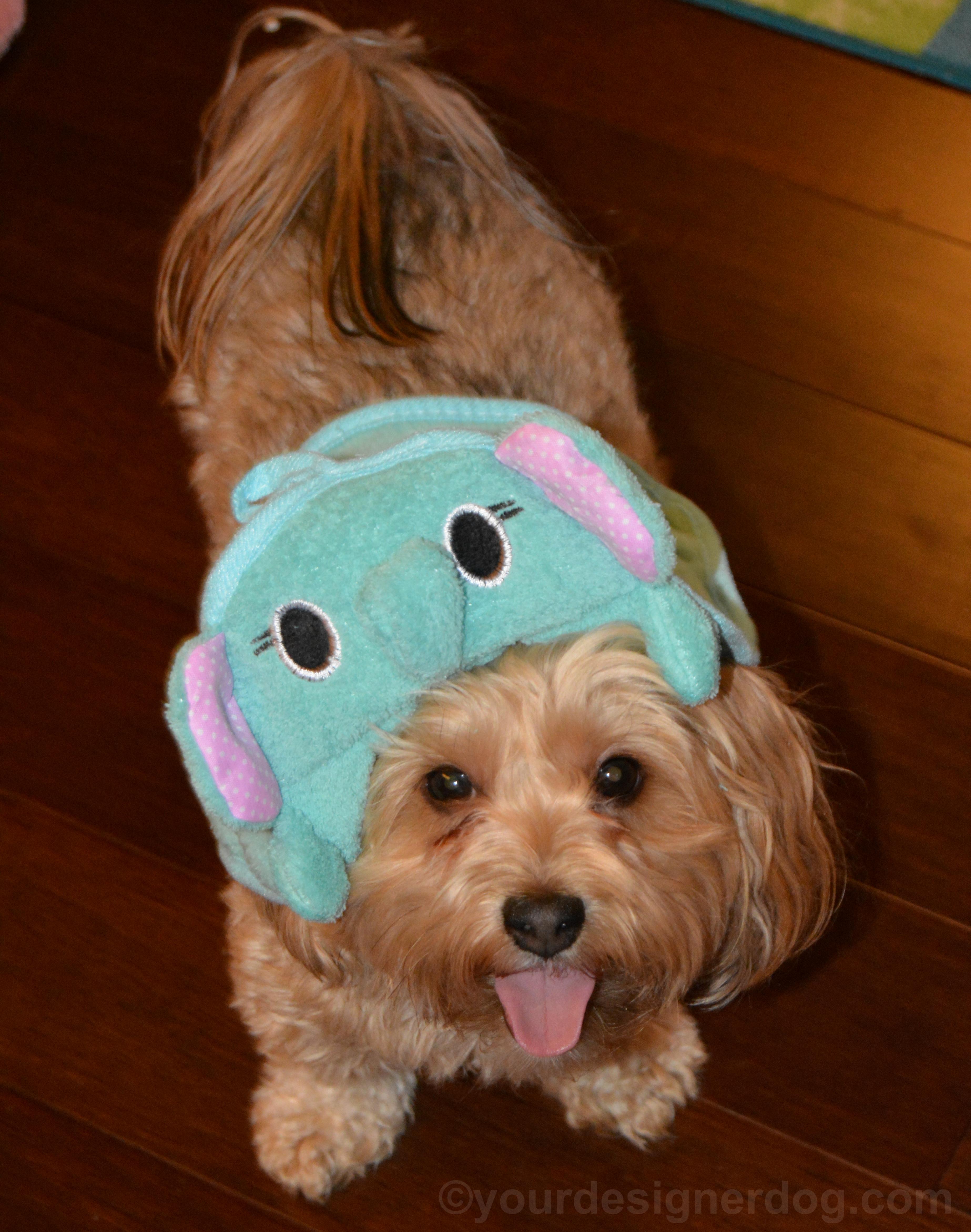 dogs, designer dogs, Yorkipoo, yorkie poo, tongue out, silly puppy, elephant towel