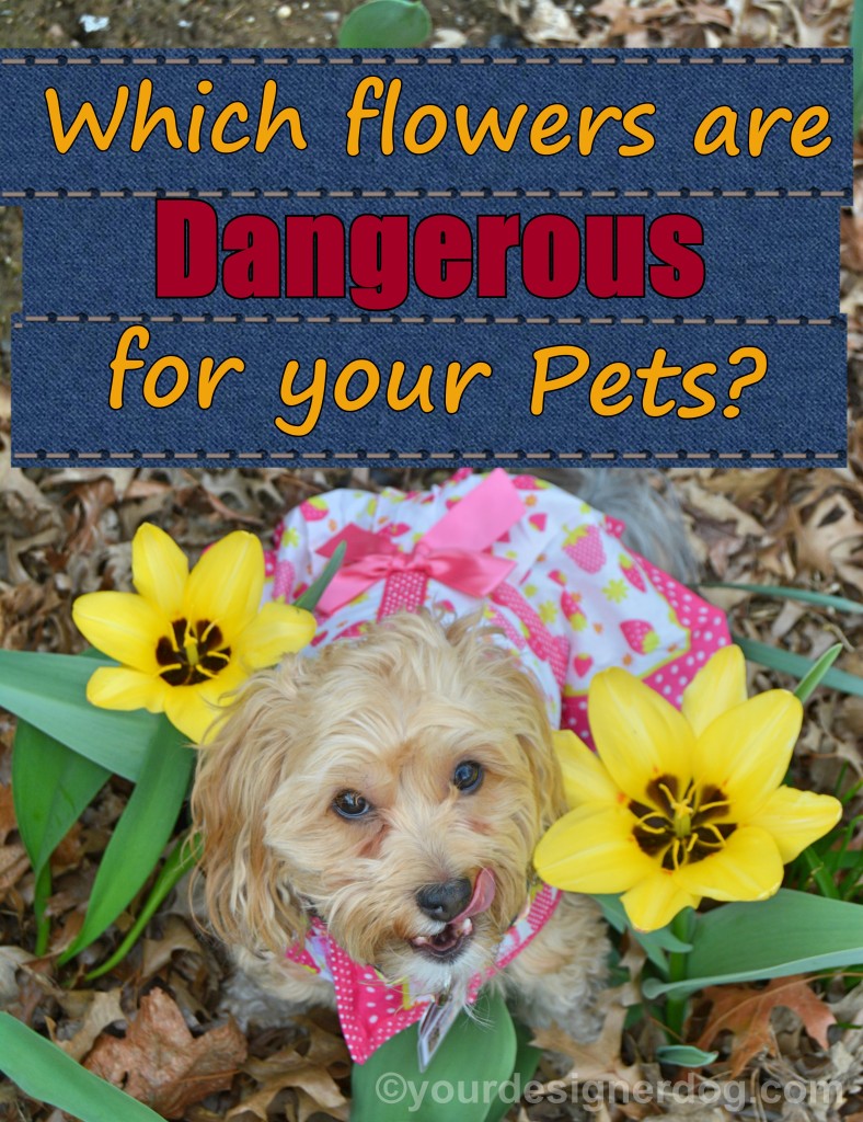 dogs, designer dogs, Yorkipoo, yorkie poo, dogs with flowers, tulips, toxic plants