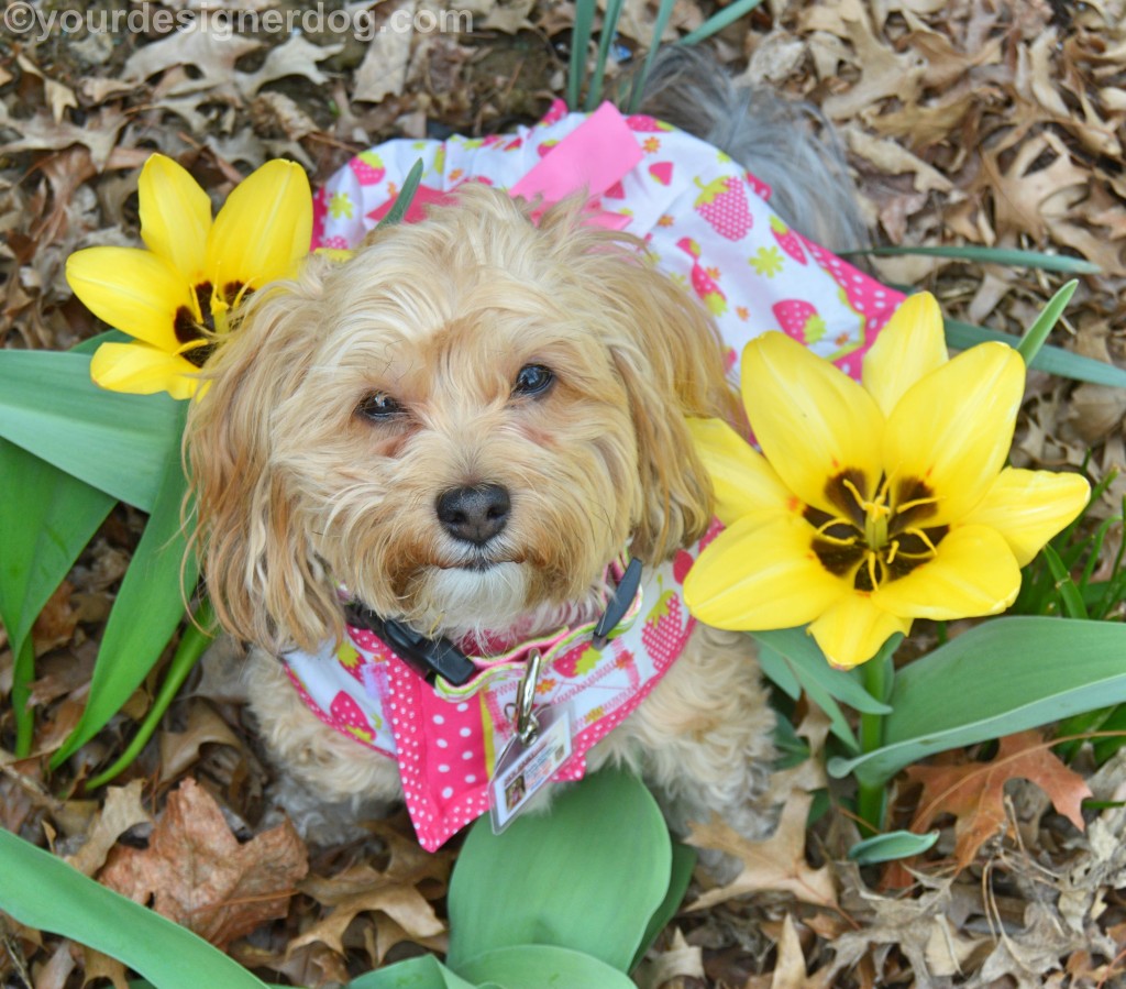 dogs, designer dogs, Yorkipoo, yorkie poo, dogs with flowers, tulips, toxic plants