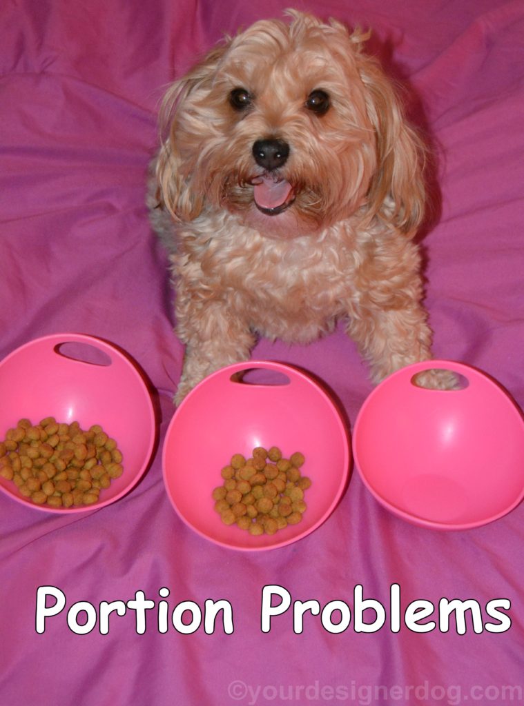 dogs, designer dogs, Yorkipoo, yorkie poo, picky eater, portion control, tongue out, dog smiling, dog food, kibble, dog bowl