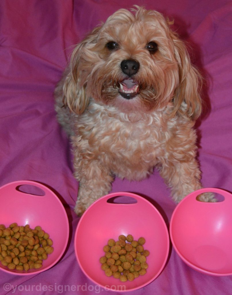 dogs, designer dogs, Yorkipoo, yorkie poo, picky eater, portion control, tongue out, dog smiling, dog food, kibble, dog bowl