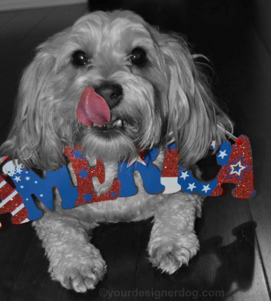 dogs, designer dogs, Yorkipoo, yorkie poo, america, tongue out, patriotic, black and white photography