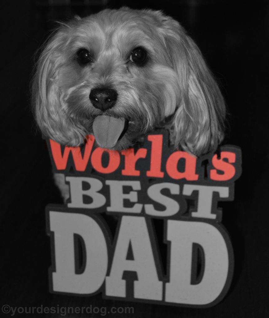 dogs, designer dogs, Yorkipoo, yorkie poo, dad, father's day, black and white photography, tongue out