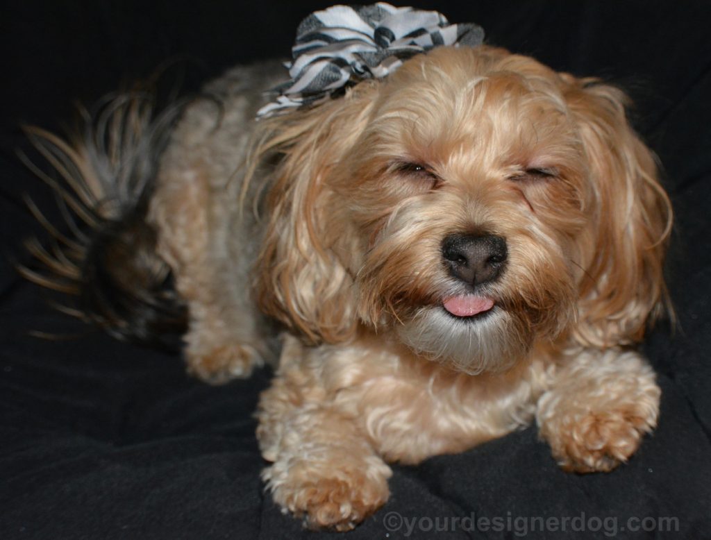 dogs, designer dogs, Yorkipoo, yorkie poo, tongue out, bloopers, outtakes, zebra flower, hair clip