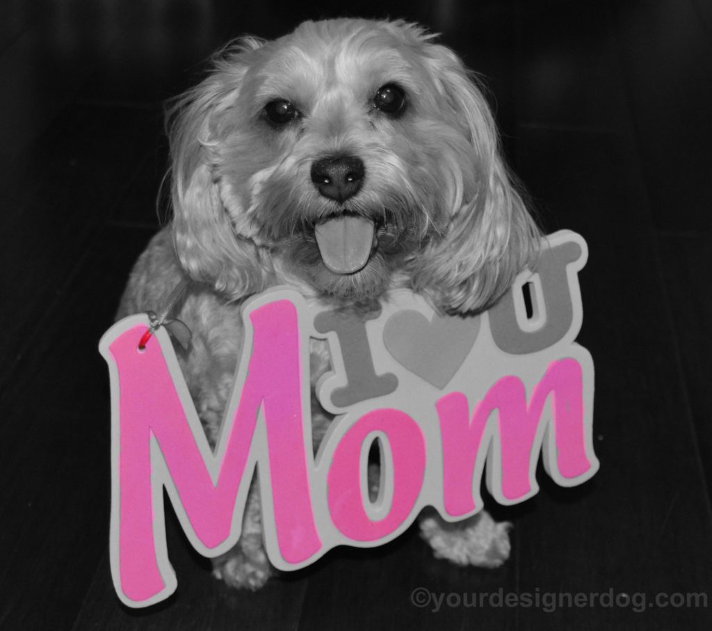 dogs, designer dogs, Yorkipoo, yorkie poo, black and white photography, mom, mother's day
