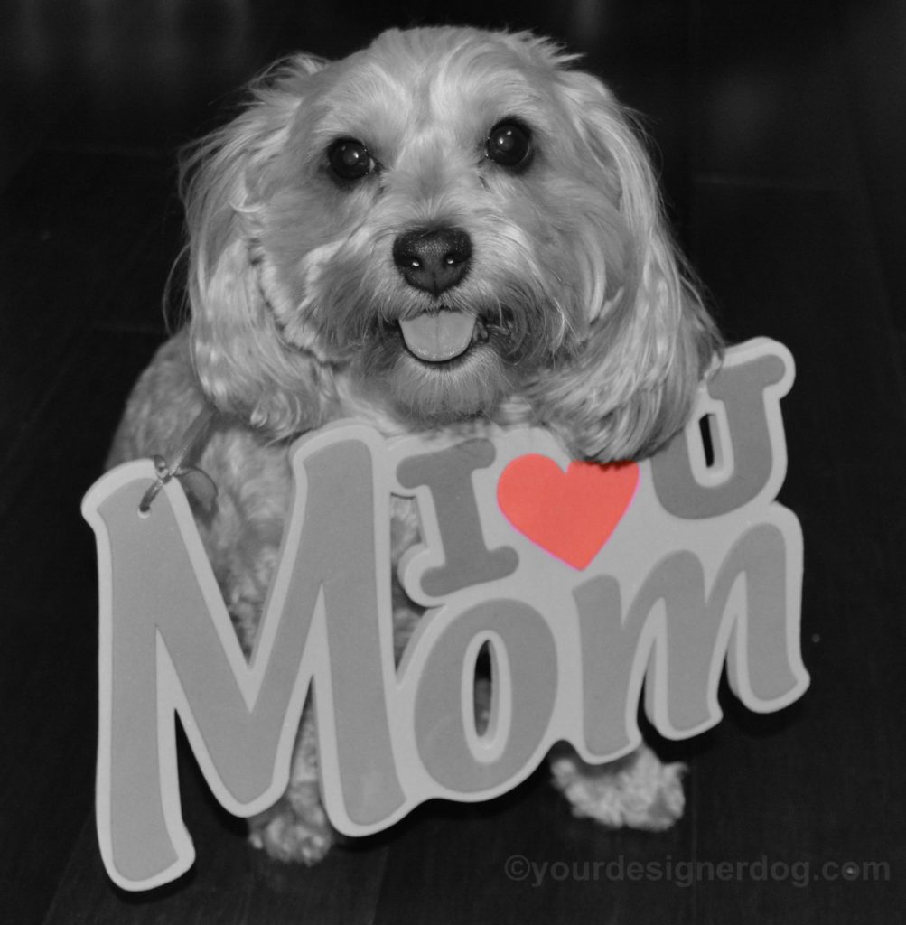 dogs, designer dogs, Yorkipoo, yorkie poo, black and white photography, mom, mother's day