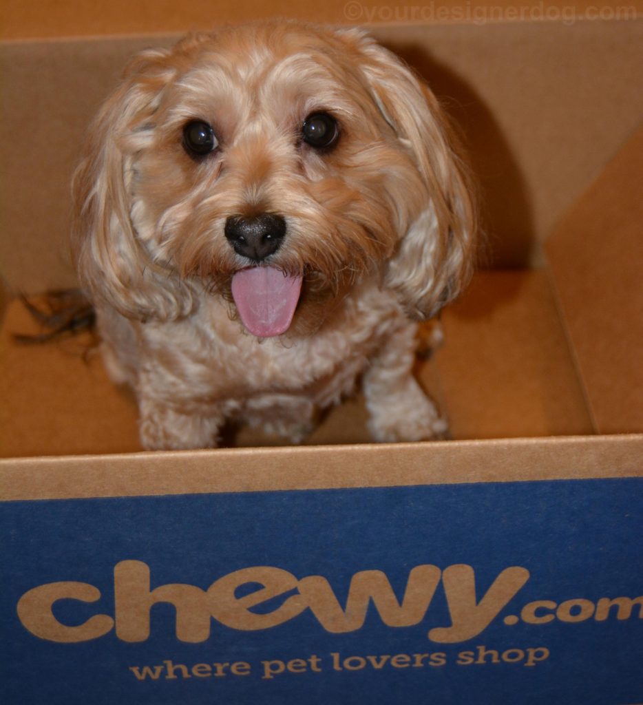 dogs, designer dogs, Yorkipoo, yorkie poo, box, chewy.com, tongue out