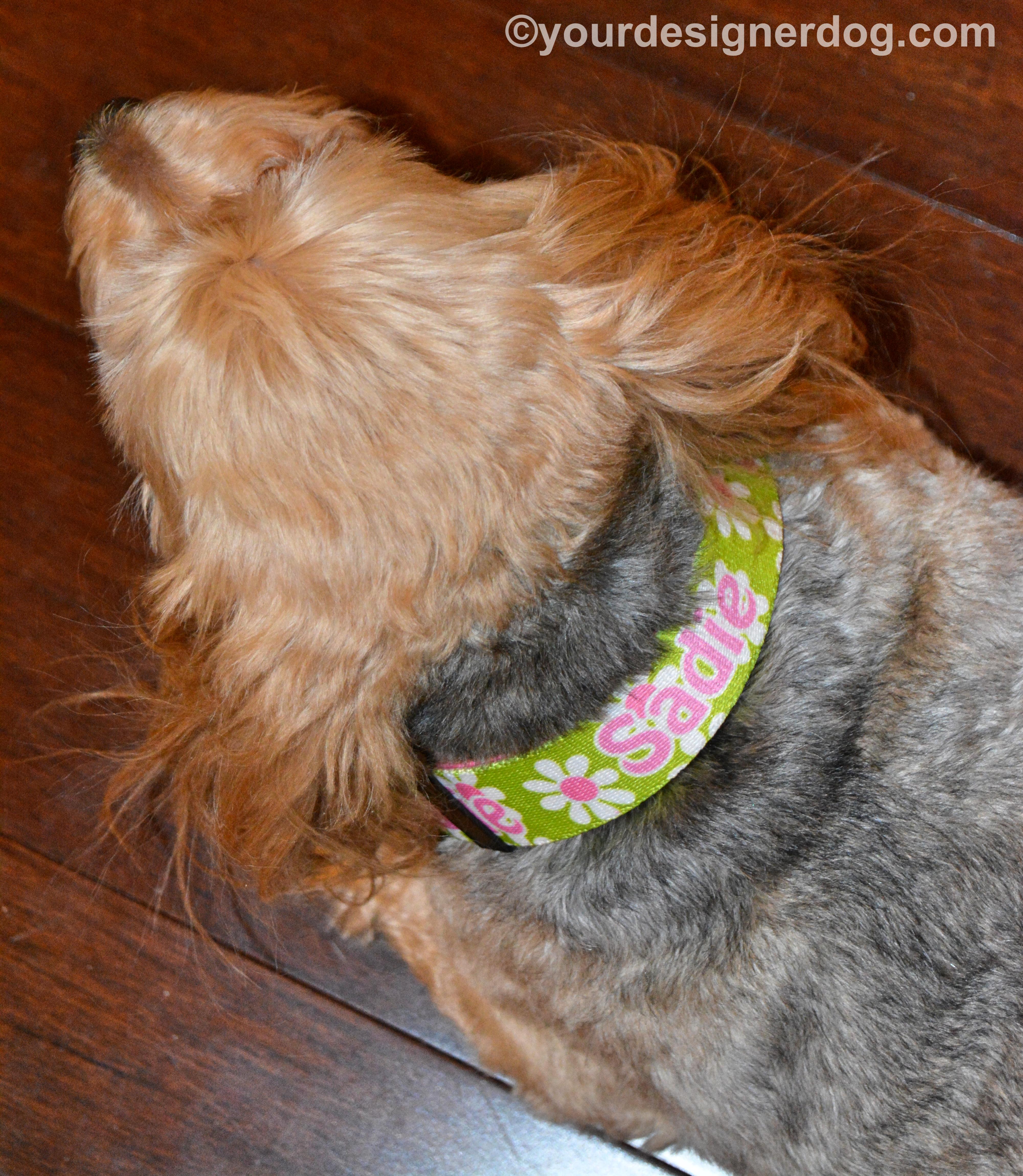 dogs, designer dogs, yorkipoo, yorkie poo, dog collar, personalized