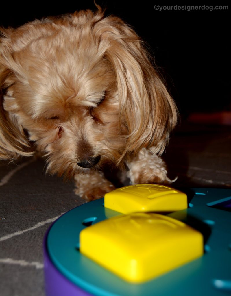 dogs, designer dogs, Yorkipoo, yorkie poo, puzzle, treat dispensing, dog toy
