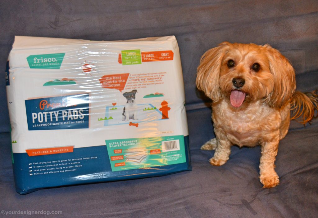 dogs, designer dogs, Yorkipoo, yorkie poo, potty pad, puppy pad, wee wee pad, frisco, chewy.com