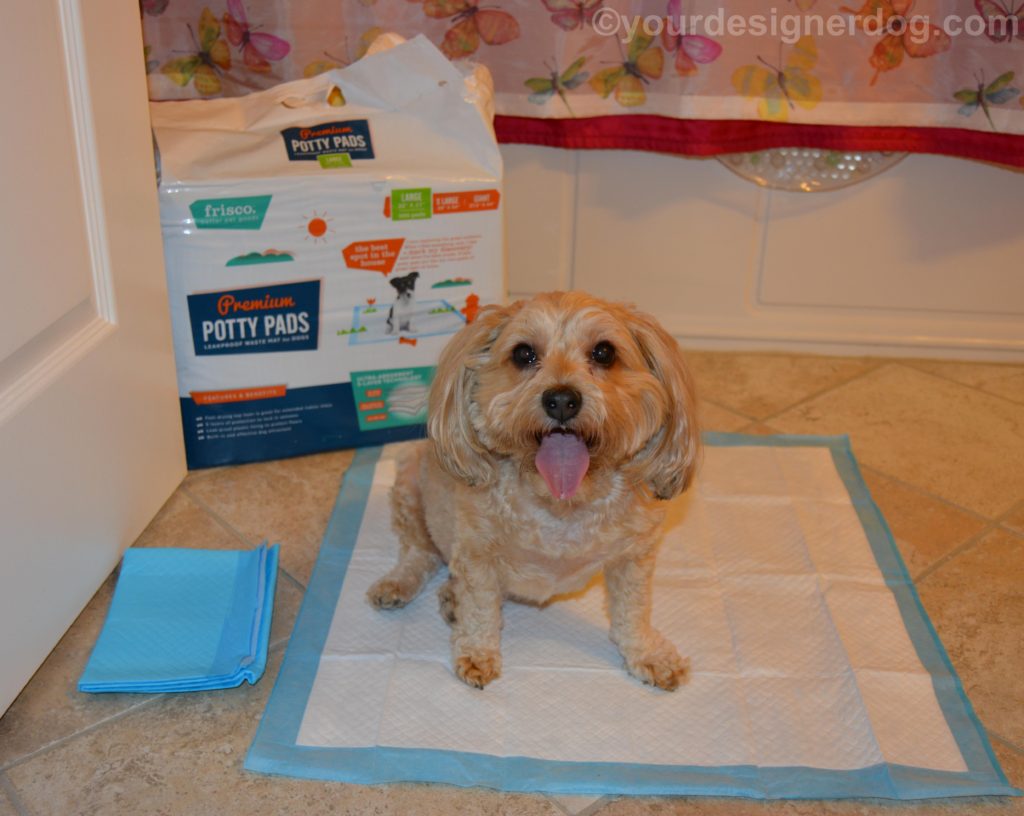 dogs, designer dogs, Yorkipoo, yorkie poo, potty pad, puppy pad, wee wee pad, frisco, chewy.com