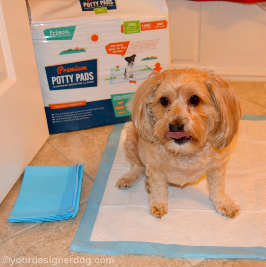 dogs, designer dogs, Yorkipoo, yorkie poo, potty pad, puppy pad, wee wee pad, frisco, chewy.com
