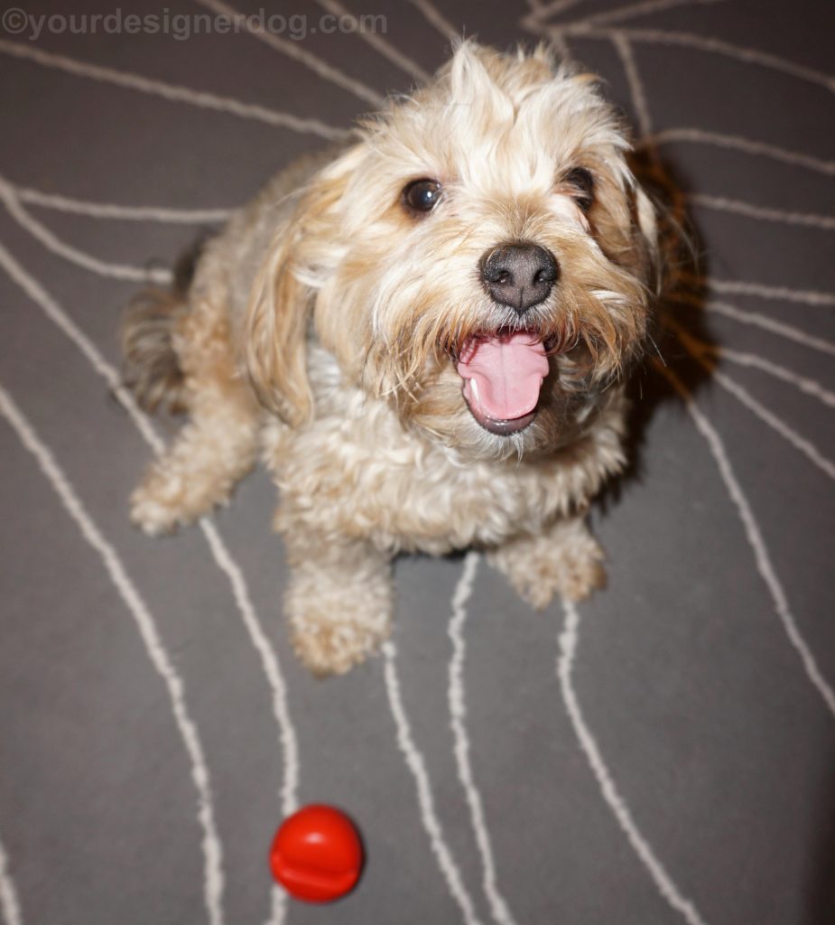 dogs, designer dogs, Yorkipoo, yorkie poo, Red Nose Day, clown nose, tongue out