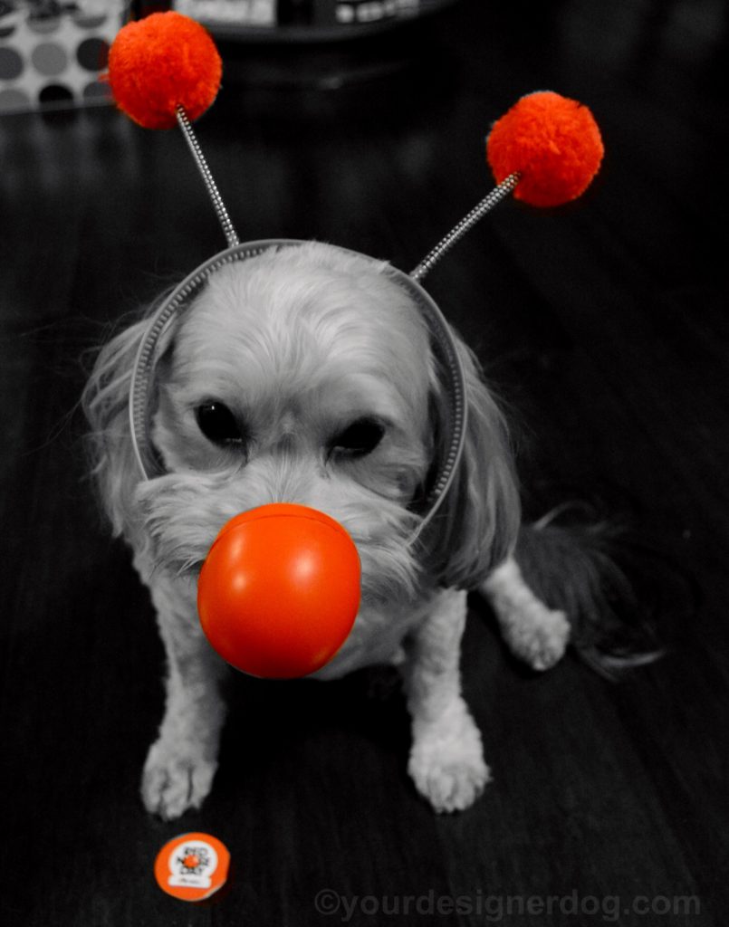 dogs, designer dogs, Yorkipoo, yorkie poo, Red Nose Day, black and white photography 