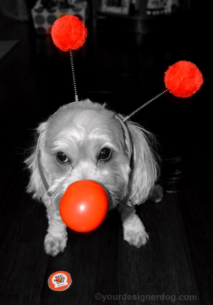 dogs, designer dogs, Yorkipoo, yorkie poo, Red Nose Day, black and white photography 