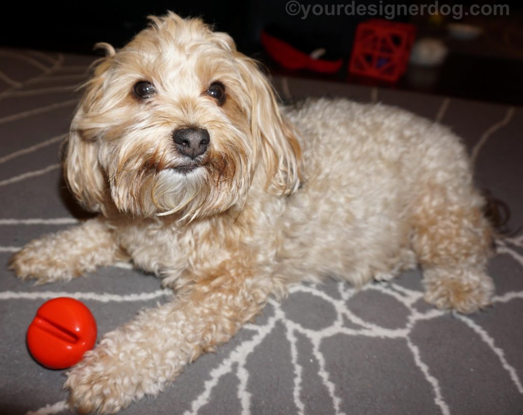 dogs, designer dogs, Yorkipoo, yorkie poo, Red Nose Day, clown nose, tongue out