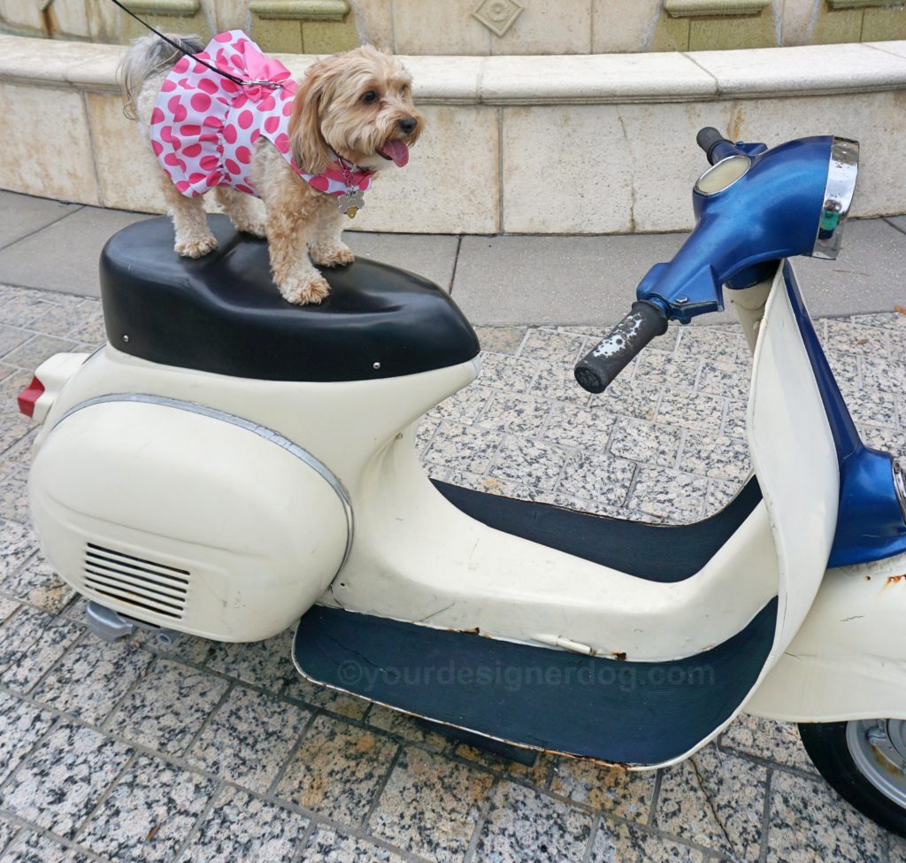 dogs, designer dogs, Yorkipoo, yorkie poo, scooter, travel, tongue out
