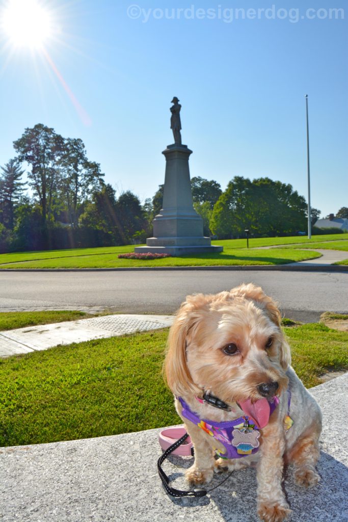 dogs, designer dogs, Yorkipoo, yorkie poo, tongue out, statue, sun