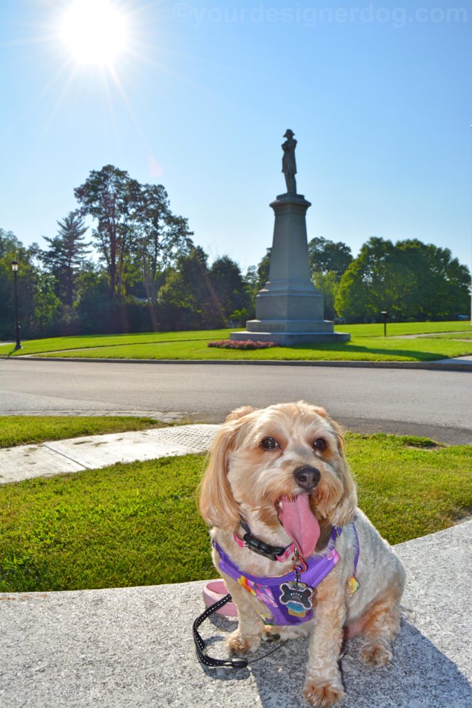 dogs, designer dogs, Yorkipoo, yorkie poo, tongue out, statue, sun