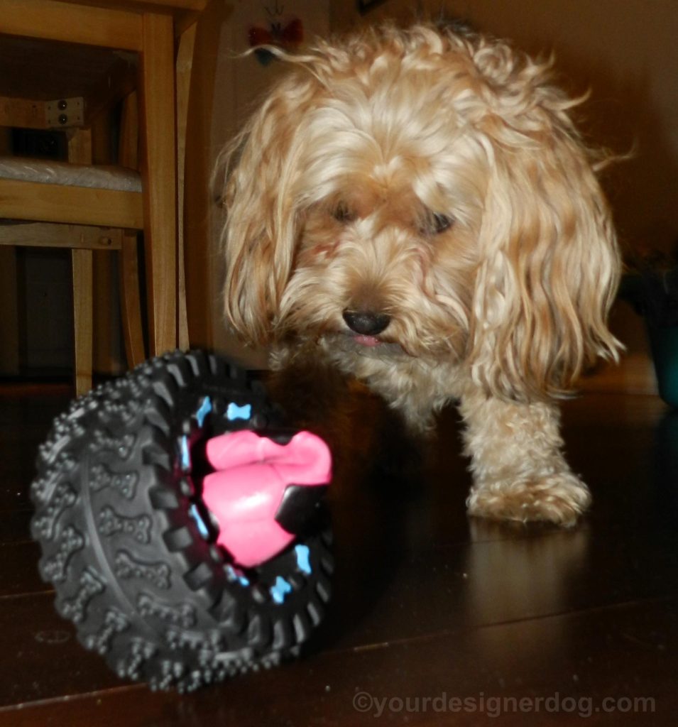 dogs, designer dogs, Yorkipoo, yokie poo, dog toy, squeaky ball, tire toy, petoverstock.com