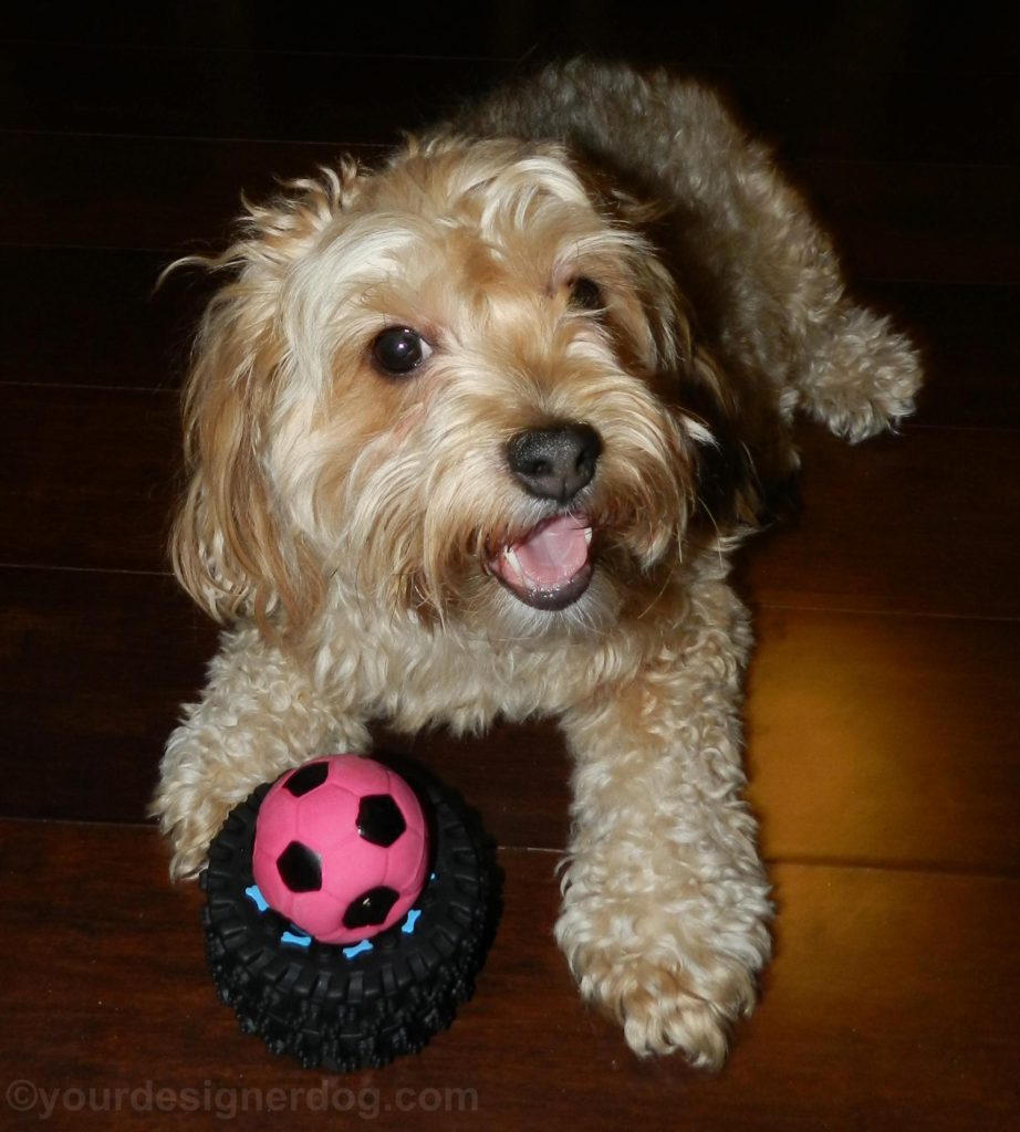dogs, designer dogs, Yorkipoo, yokie poo, dog toy, squeaky ball, tire toy, petoverstock.com