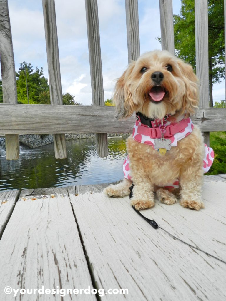 dogs, designer dogs, Yorkipoo, yorkie poo, water, waterfall, tongue out