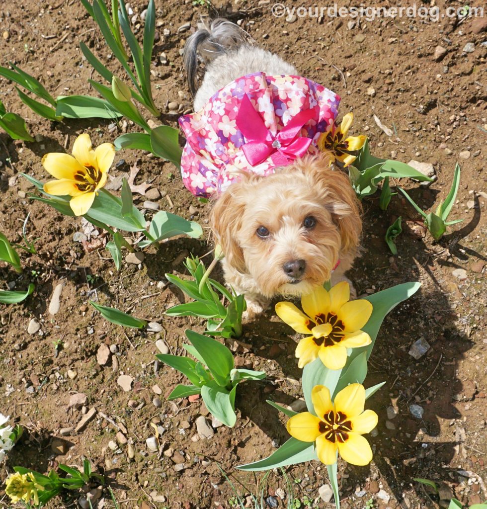 dogs, designer dogs, Yorkipoo, yorkie poo, spring flowers, tulips, dogs with flowers