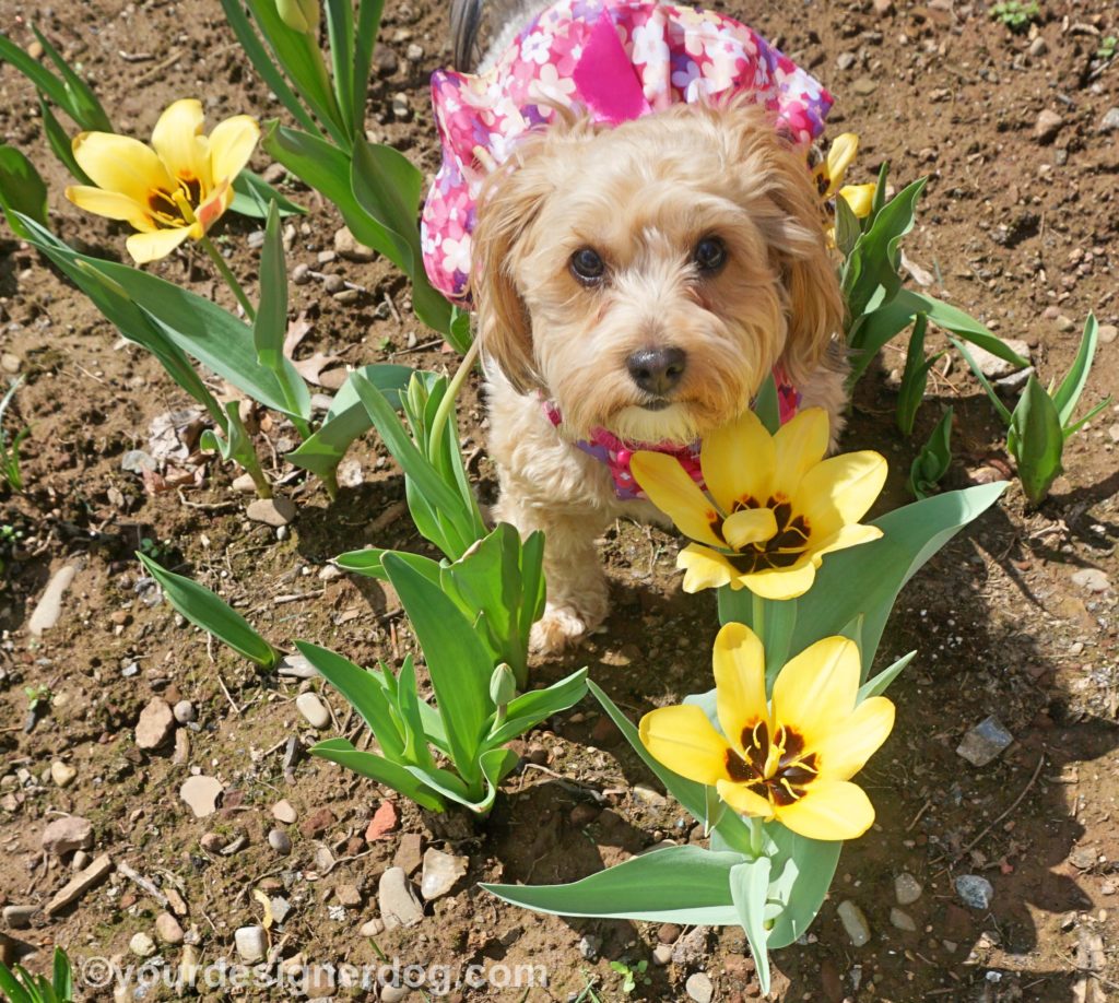 dogs, designer dogs, Yorkipoo, yorkie poo, spring flowers, tulips, dogs with flowers