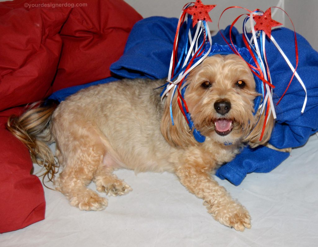 dogs, designer dogs, Yorkipoo, yorkie poo, american, patriotic, dog smiling, tongue out