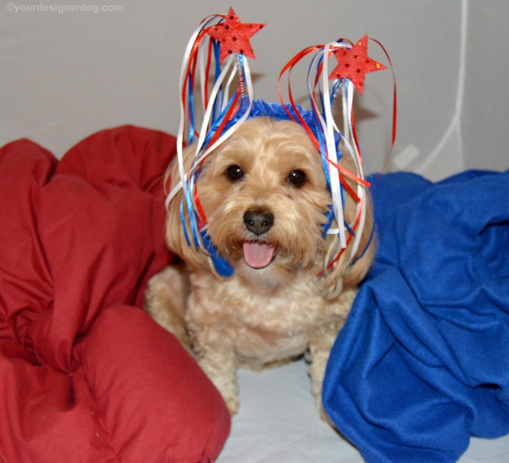 dogs, designer dogs, Yorkipoo, yorkie poo, american, patriotic, dog smiling, tongue out