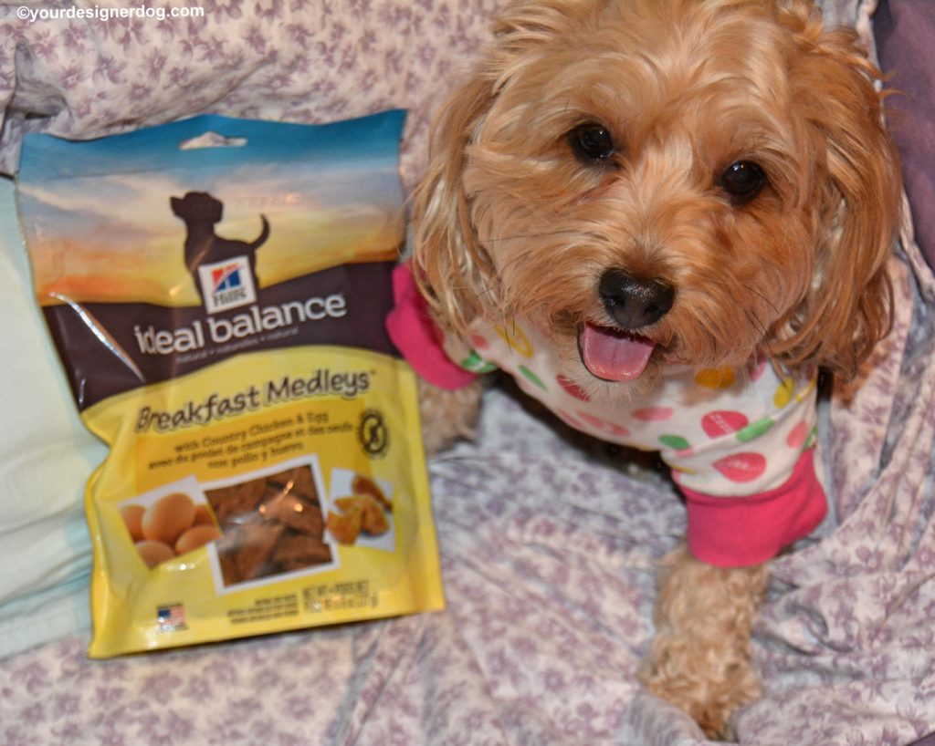 dogs, designer dogs, Yorkipoo, yorkie poo, pajamas, breakfast in bed, hill's breakfast medleys