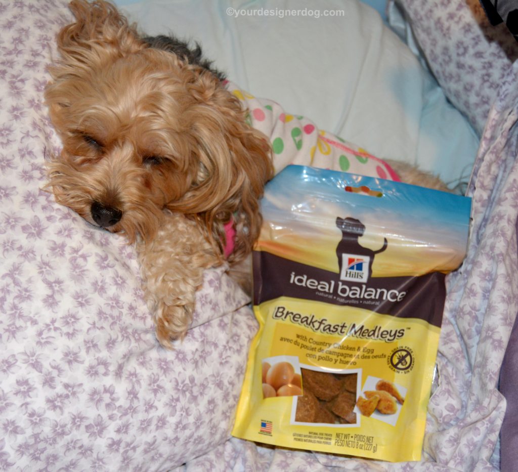 dogs, designer dogs, Yorkipoo, yorkie poo, pajamas, breakfast in bed, hill's breakfast medleys