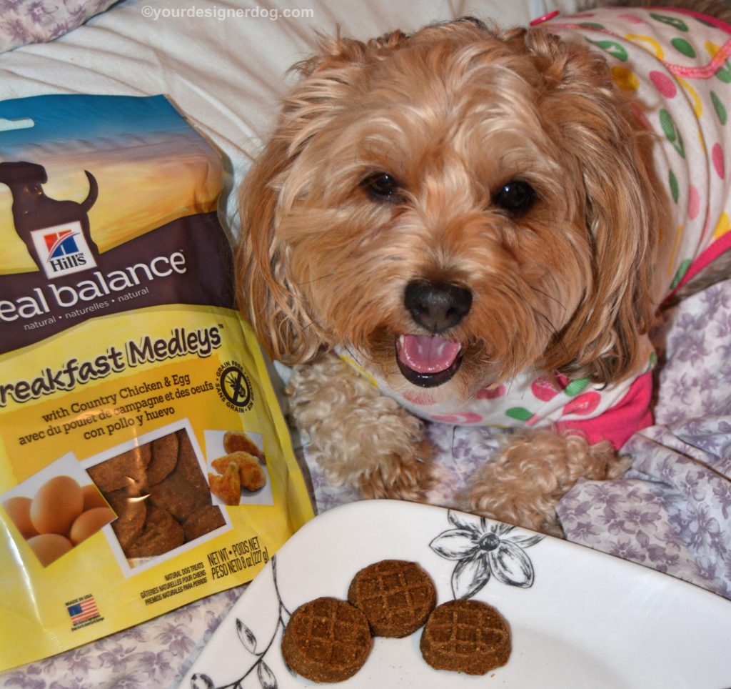 dogs, designer dogs, Yorkipoo, yorkie poo, pajamas, breakfast in bed, hill's breakfast medleys