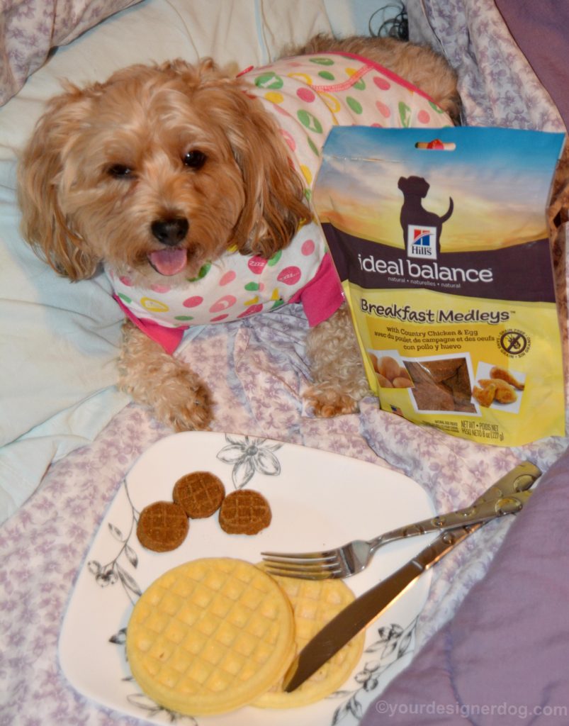 dogs, designer dogs, Yorkipoo, yorkie poo, pajamas, breakfast in bed, hill's breakfast medleys