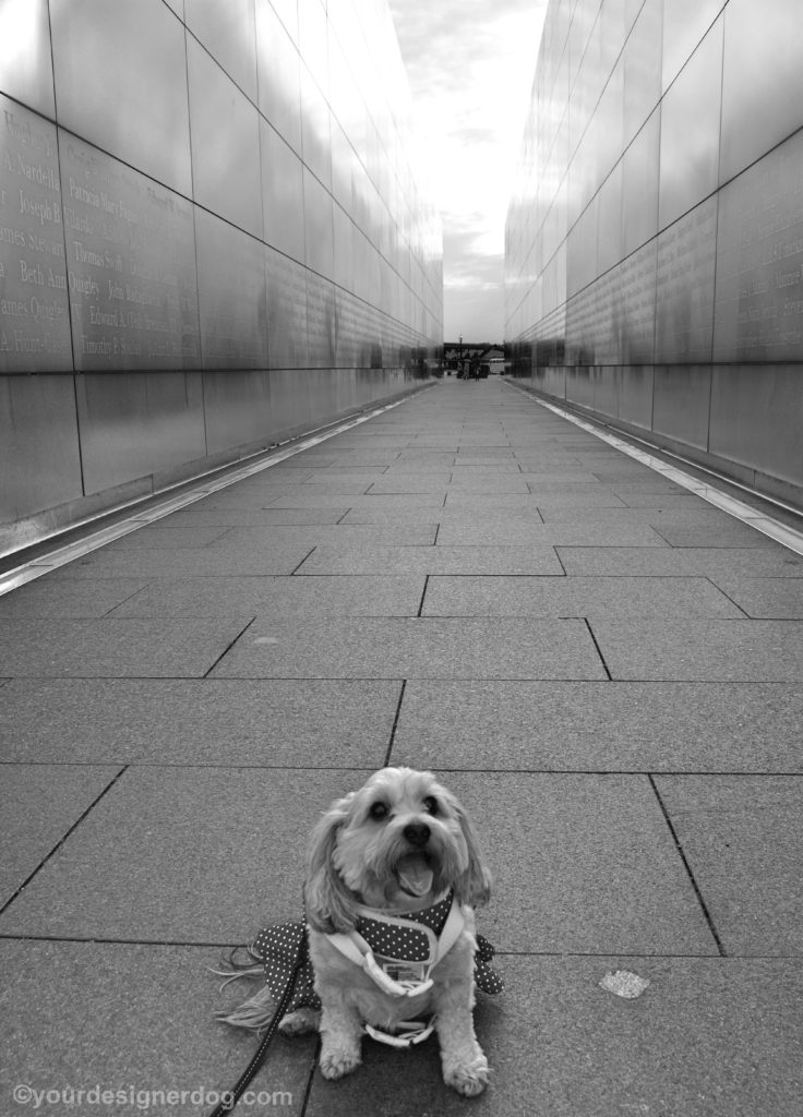 dogs, designer dogs, Yorkipoo, yorkie poo, black and white photography, september 11th memorial