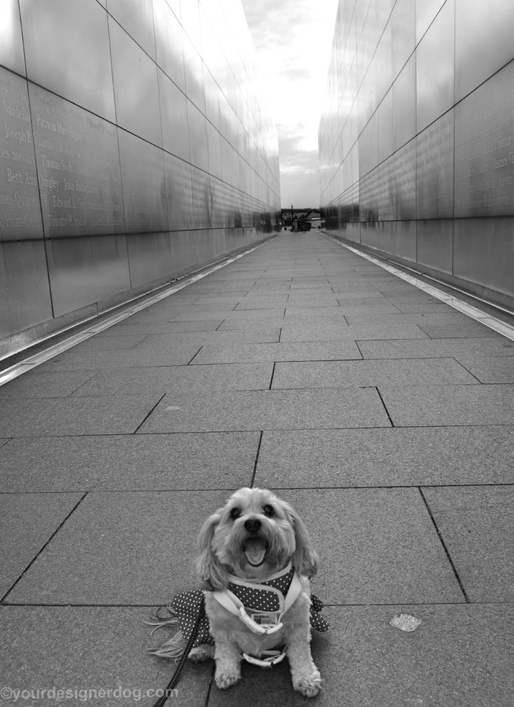 dogs, designer dogs, Yorkipoo, yorkie poo, black and white photography, september 11th memorial