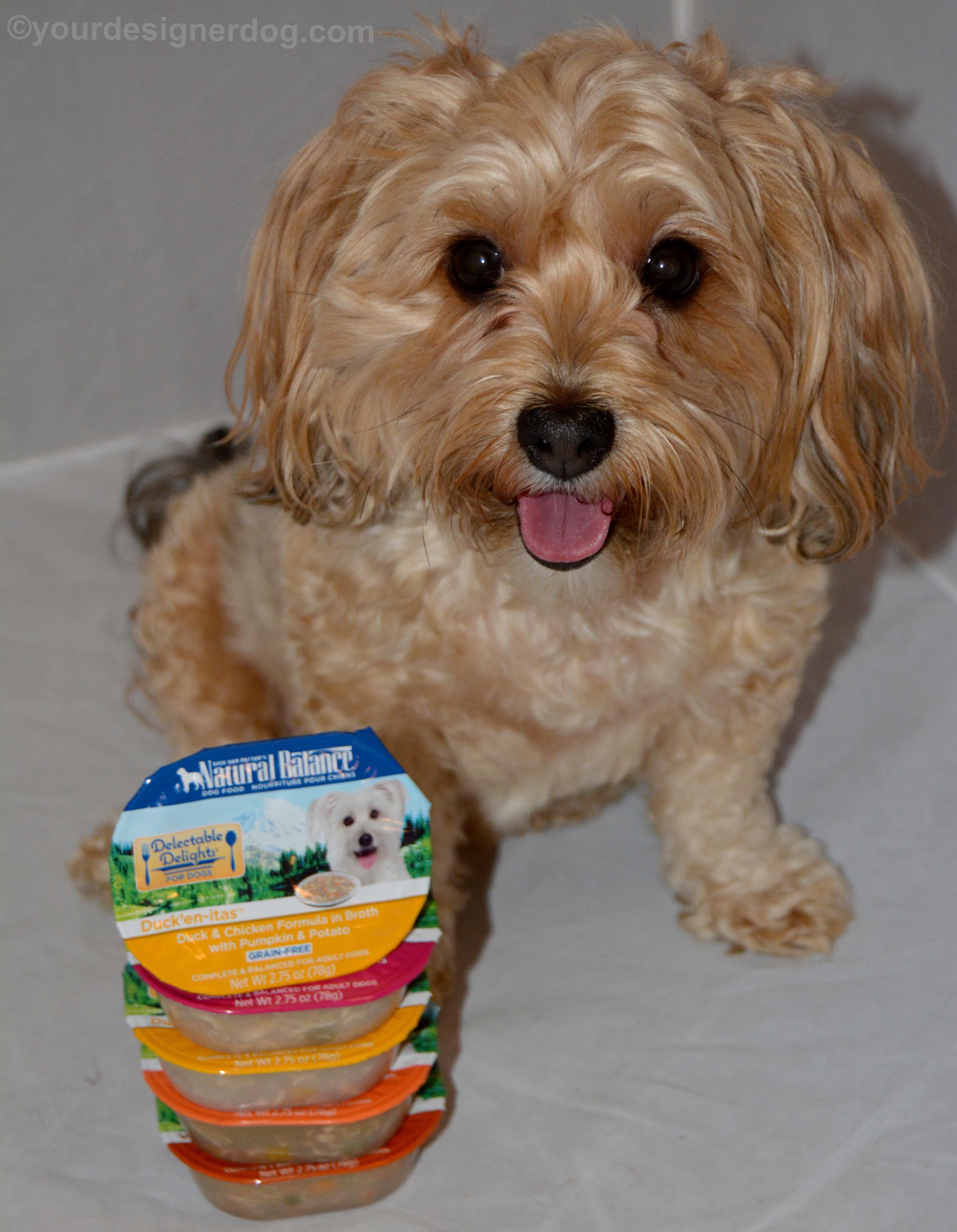 dogs, designer dogs, Yorkipoo, yorkie poo, dog food, natural balance, delectable Delights