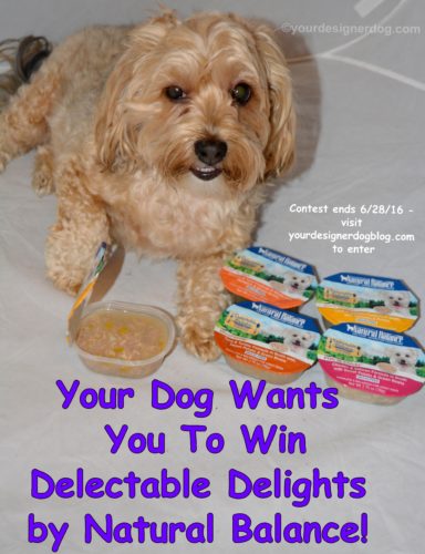 dogs, designer dogs, Yorkipoo, yorkie poo, dog food, natural balance, delectable Delights