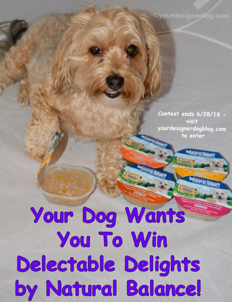 dogs, designer dogs, Yorkipoo, yorkie poo, dog food, natural balance, delectable Delights 