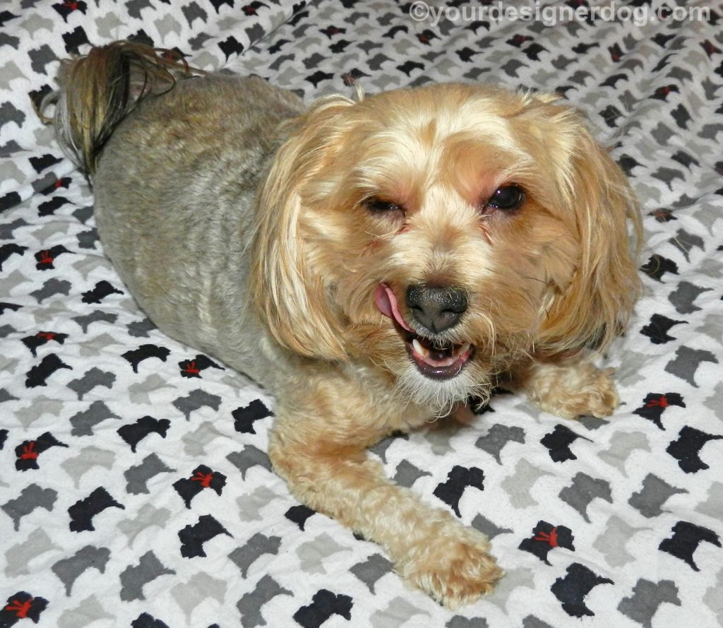 dogs, designer dogs, Yorkipoo, yorkie poo, tongue out, scottie sheets, dog smiling