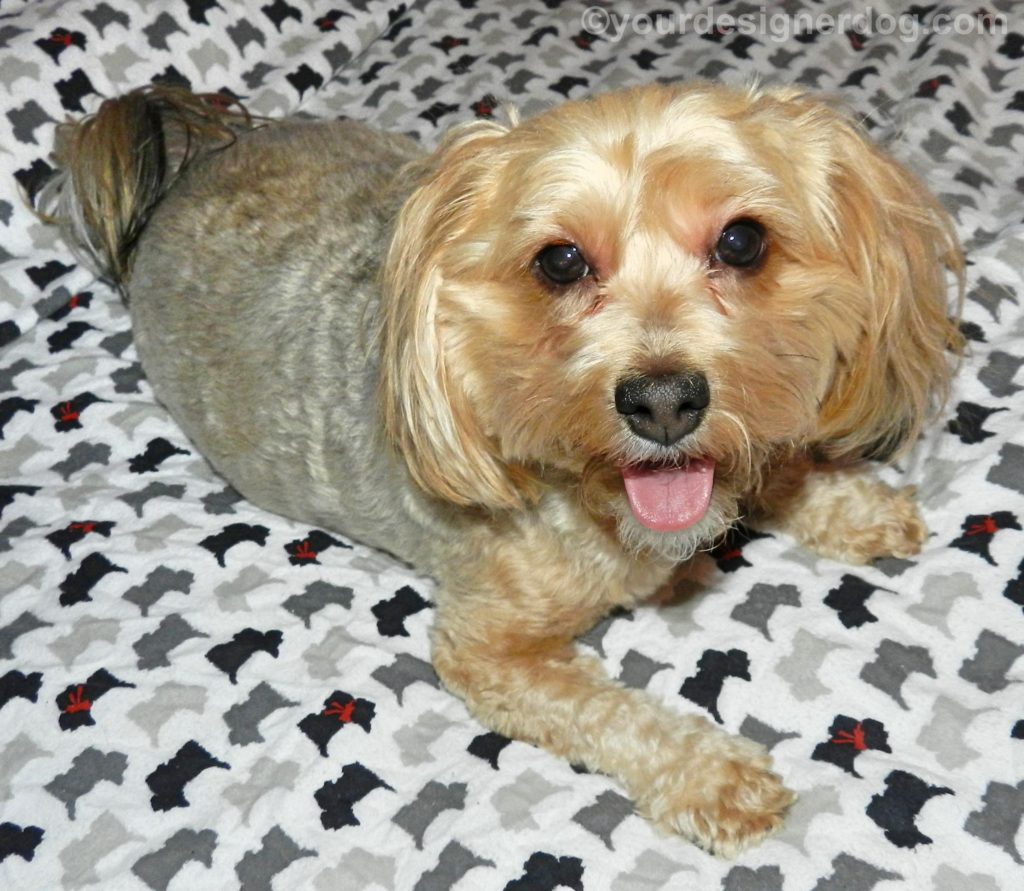 dogs, designer dogs, Yorkipoo, yorkie poo, tongue out, scottie sheets, dog smiling